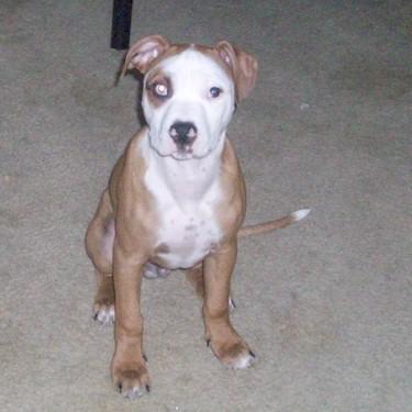 media/Todds Suge Knight Pit Bull.jpg